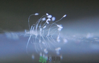 優(yōu)曇花是什么花？?jī)?yōu)曇花現(xiàn)實(shí)中有嗎？