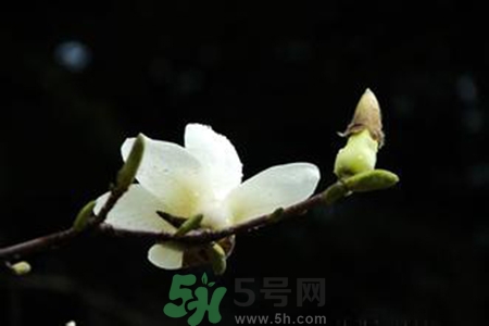 優(yōu)曇花是什么花？?jī)?yōu)曇花現(xiàn)實(shí)中有嗎？