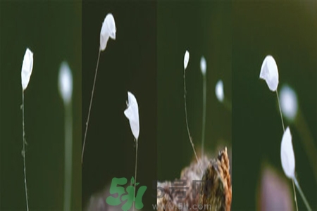 優(yōu)曇花是什么花？?jī)?yōu)曇花現(xiàn)實(shí)中有嗎？
