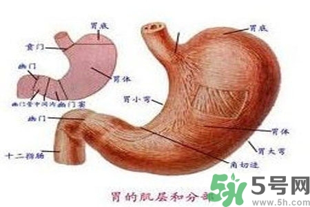 哪些食物幫你在酒后保養(yǎng)胃部？養(yǎng)胃護(hù)胃的誤區(qū)是什么？