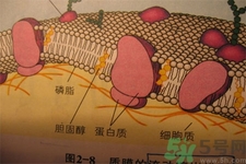 膽固醇對人體有傷害嗎？膽固醇是什么？