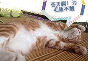 秋乏是什么原因？秋乏怎么辦？