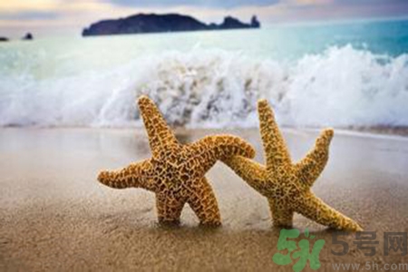 海星可以離開水嗎？海星離開水還可以活多久？