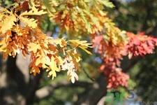 如何應(yīng)對(duì)秋老虎？秋老虎如何養(yǎng)生？