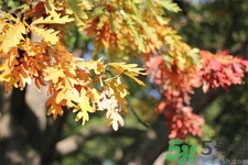 秋老虎如何謹防皮膚??？秋老虎如何預(yù)防皮膚病？