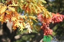 秋天換季病有哪些？秋天該如何保健養(yǎng)生呢？