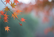如何應(yīng)對(duì)秋老虎？秋老虎如何養(yǎng)生？