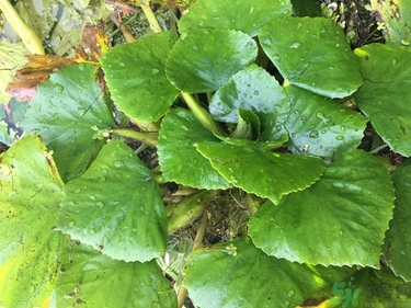 菱角和豬肉能一起吃嗎？菱角和什么不能一起吃？