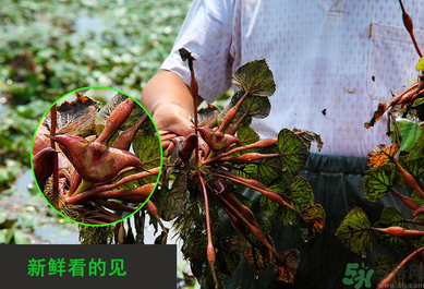 菱角是發(fā)物嗎？菱角是寒性的嗎？