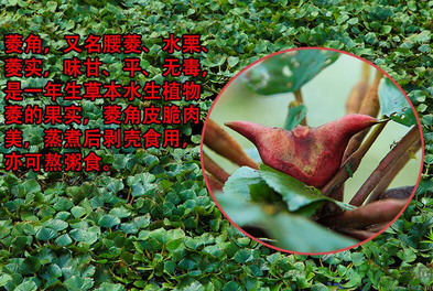 菱角是發(fā)物嗎？菱角是寒性的嗎？