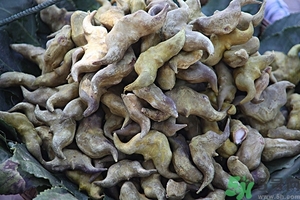 菱角是什么？菱角是什么季節(jié)成熟的？