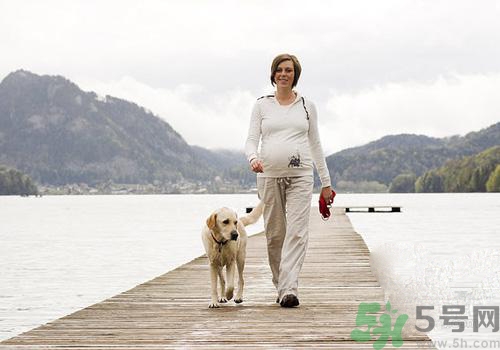 孕婦可以和狗狗在一起嗎？孕婦和狗狗接觸好不好？