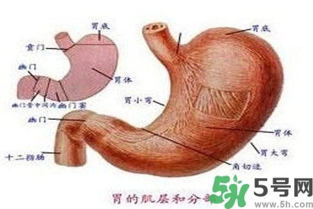 急性腸胃炎哪些食物不可以吃？急性腸胃炎不能吃的水果有？