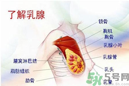 如何預(yù)防女性乳頭痛？女性需注意乳房的哪些問題？