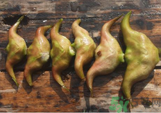 菱角懷孕可以吃嗎？孕婦能吃菱角嗎？