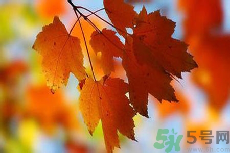 秋燥是什么？秋燥怎么辦？