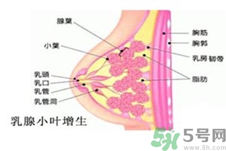 乳房脹痛的原因？乳房脹痛怎么辦？