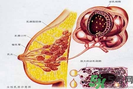 乳腺增生治療方法是什么？乳腺增生的檢查方法有哪些？