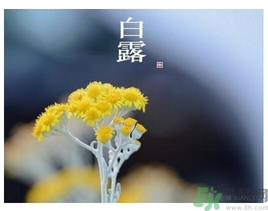 白露是什么意思？白露是幾月幾日