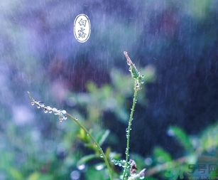 白露茶是什么茶？白露為什么要喝白露茶？