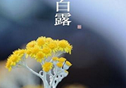 白露茶是什么茶？白露為什么要喝白露茶？