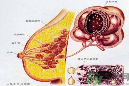 怎樣區(qū)分乳房包塊是良性還是惡性？如何診斷乳房腫塊是惡性還是良性？