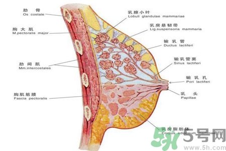 怎樣區(qū)分乳房包塊是良性還是惡性？如何診斷乳房腫塊是惡性還是良性？