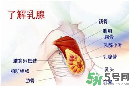 乳房上有硬塊怎么辦？乳房有硬塊的病因是什么？