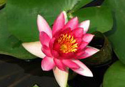 處暑如何養(yǎng)生？處暑養(yǎng)生要注意什么？