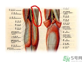 韌帶斷裂吃什么好得快？前十字韌帶斷裂吃什么補品？