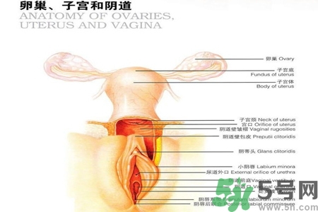 陰道出血和什么有關(guān)？陰道出血的應(yīng)急措施有哪些？