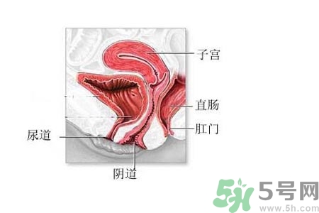 陰道松弛是什么？陰道松弛的癥狀有哪些？