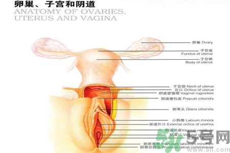 陰道松弛是什么？陰道松弛的癥狀有哪些？