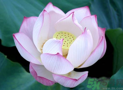 出伏吃什么養(yǎng)生？出伏養(yǎng)生注意事項(xiàng)