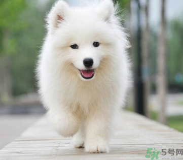 狗狗可以吃月餅嗎？狗狗吃月餅的危害