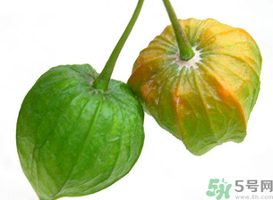 紅姑娘吃多了會怎樣？吃野生紅姑娘的好處和壞處