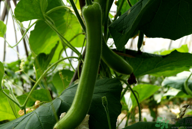 瓠子是涼性的嗎？如何辨別涼性食物與寒性食物？