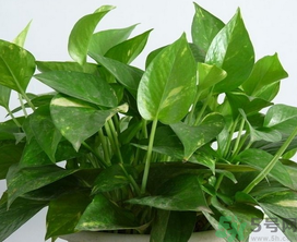 客廳放什么植物好？客廳植物選什么好？