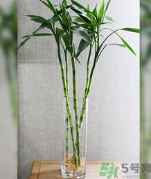 客廳放什么植物好？客廳植物選什么好？