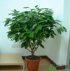 客廳放什么植物好？客廳植物選什么好？