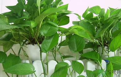 臥室放什么植物好？臥室植物放什么好？