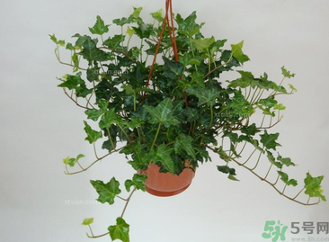臥室放什么植物好？臥室植物放什么好？
