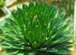 什么植物吸收甲醛最好？吸收甲醛的室內(nèi)植物