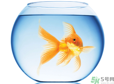家里養(yǎng)魚好嗎？家里養(yǎng)魚有什么講究？
