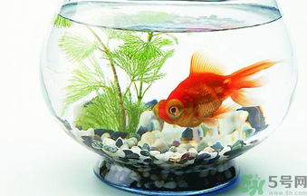 家里養(yǎng)魚好嗎？家里養(yǎng)魚有什么講究？