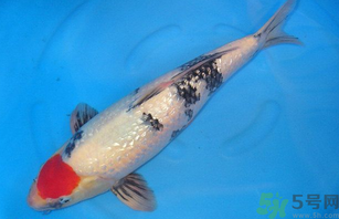 家里養(yǎng)什么魚好？家里養(yǎng)魚幾條最好？