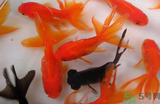 家里養(yǎng)什么魚好？家里養(yǎng)魚幾條最好？
