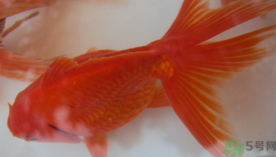 家里養(yǎng)什么魚好？家里養(yǎng)魚幾條最好？
