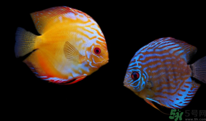 家里養(yǎng)什么魚好？家里養(yǎng)魚幾條最好？