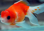 家里養(yǎng)什么魚好？家里養(yǎng)魚幾條最好？